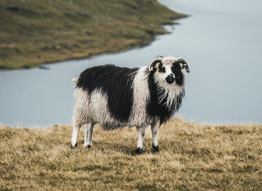 sheep
