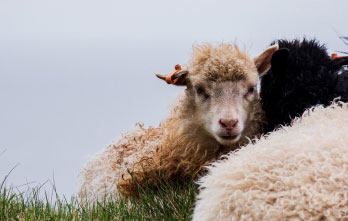 lamb